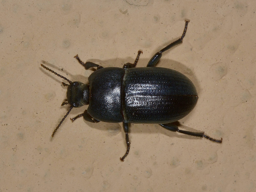 Pedinus meridianus